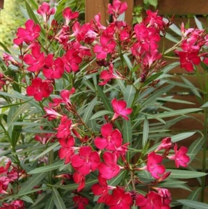 Oleander Nerium Seed Scarlet Red 50 seeds - Picture 1 of 3