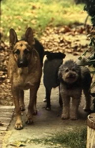 Vintage Foto Dia Hunde posiert - Bild 1 von 2