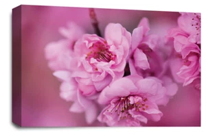 Floral Wall Art Pink Living Room Bedroom Framed Canvas Picture Ready to Hang - Picture 1 of 40