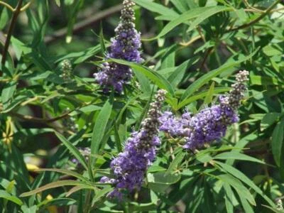 Vitex agnus-castus | Chaste Tree | Monk's Pepper 'Alba' | 20 Seeds - Image 1 of 4