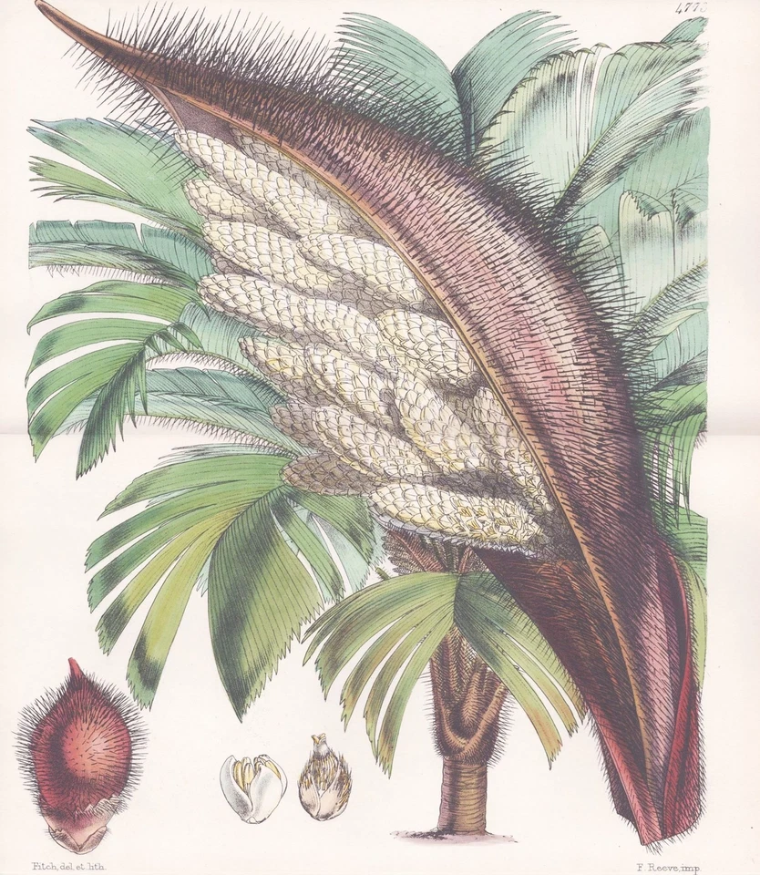 Astrocaryum Rostratum Palme palm Botanik flower botany lithograph Curtis 4773 - Bild 1 von 1
