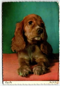 Postal Cocker Spaniel Cachorro "Cutie Pie" UNP Continental - Imagen 1 de 2