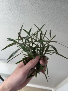 Hygrophila Araguaia Easy Live Healthy Aquarium Plant BUY 2 GET 1 FREE - Picture 1 of 3