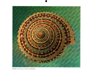 Reloj de sol, estampado Seashell 1980 - Imagen 1 de 1