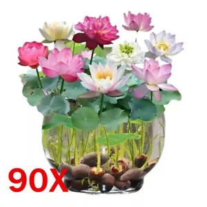 90Pcs Samen Lotus Flower Seeds Hand Picked Wasserpflanzen Wassergarten Blumen - Imagen 1 de 12