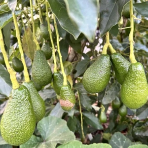BeauFlora Hybrid Avocado ( Pinkerton , Graft ) Exotic 1 Bare-Root Plant - Bild 1 von 3