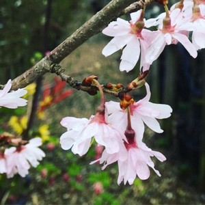 Winter Cherry Trees For Sale Ebay