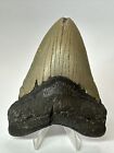 Megalodon Shark Tooth 4.58” Natural - Real Fossil - Carolina 18097
