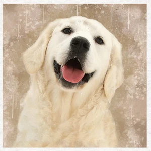 Dog-White (Golden) Retriever Fabric Craft Panels in 100% Cotton or Polyester - Picture 1 of 3
