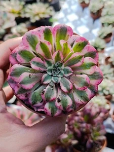 Aeonium Zwartkin Variegata Korean cactus succulente piante grasse rare sukkulent - Imagen 1 de 2