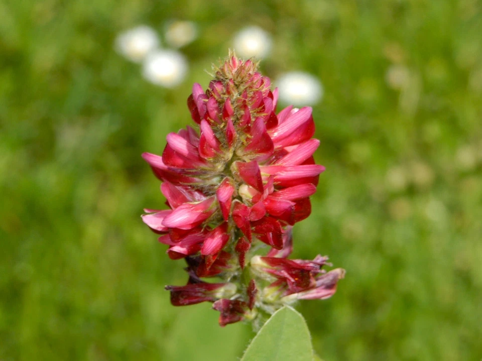 French honeysuckle - Italian sainfoin - Sulla coronaria - 50+ Seeds E 356 - Image 1 of 1