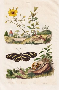 Schmetterling butterfly Schnecken snails insect Stahlstich Guerin-Meneville 1835 - Bild 1 von 1