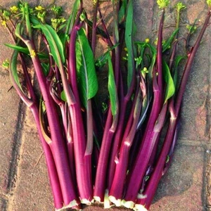 100 Samen lila/rot Pak Choi Purple Choy Sum Brassica rapa var purpurea Cai xin - Bild 1 von 4