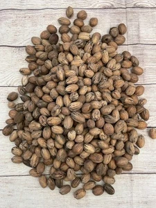 Organic Texas Pecans 5 LBS Raw in Shell - Non GMO - Picture 1 of 6