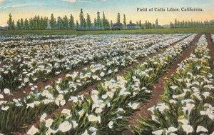 CAMPO DI CALLA GIGLI FIORI IN CALIFORNIA CA 1922 CARTOLINA D'EPOCA 100325 U - Foto 1 di 2
