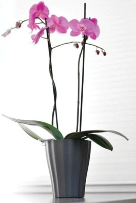 Orchideentopf Orchideenübertopf  OLA Ø 16cm und 13cm in 8 Farben lieferbar - Bild 1 von 4