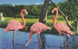 Postcard Flamingos at Rare Bird Farm Miami Florida FL 1953 - Picture 1 of 1