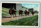 13174491 - Beijing Camels at the Tartar Wall China