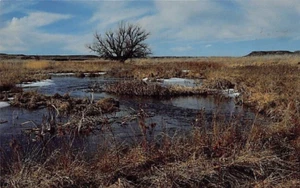 Postal NE: Humedales del río Nobrara, Nebraska, sin publicar - Imagen 1 de 2