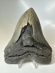 Megalodon Shark Tooth 5.49 inch Huge - Serrated Fossil - Authentic - Real 16250 - Picture 1 of 8