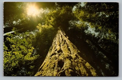 California Redwood Photo From Base Of Tree To Sun Thru Branches Postcard Vtg B8 - Image 1 of 2