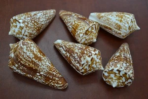 6 STCK. AMADIS CONUS KEGEL MUSCHEL HANDWERK DEKOR 2" - 2 1/2" #7646 - Bild 1 von 1