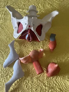 Life Size Female Pelvis Medical/Teaching Anatomy Model Removable Organ READ - Picture 1 of 4