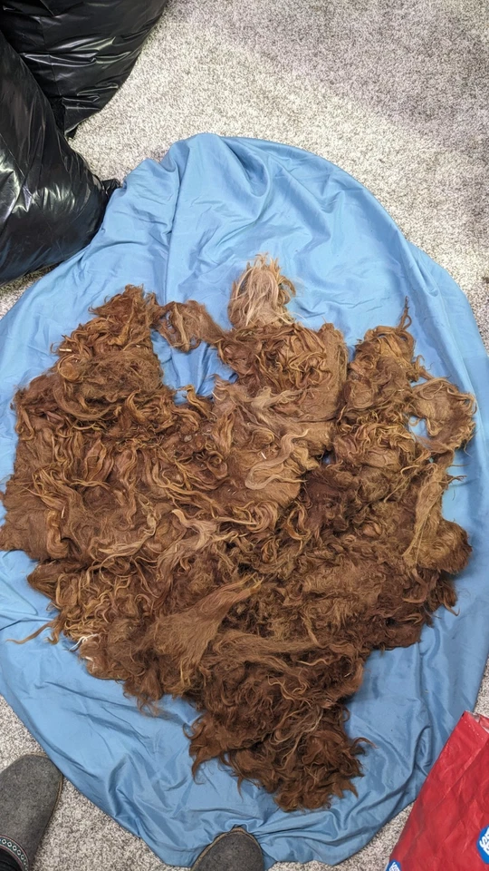 Raw, Unwashed Alpaca wool, Amber - Image 1 of 2