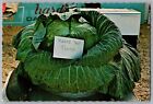 Giant 68 Pound Cabbage Matanuska Valley Alaska AK Postcard Unused