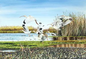 White Ibis -Giclee Print Anahuac Wildlife Refuge, Texas - McDonald - Picture 1 of 1