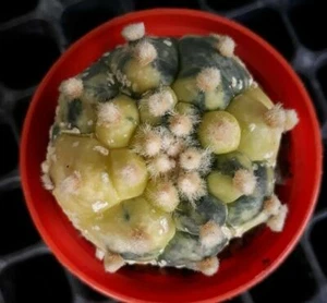 Astrophytum asterias NUDUM variegate rare japan cactus 10 SEED - Picture 1 of 3