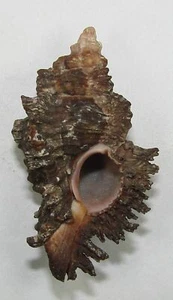 MUREX GROSCHI 50.19mm BEAUTIFUL RARE SPECIMEN Conducia Bay, Northern Mozambique - Picture 1 of 2