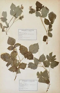 Botany - Plank Herbarium Xixth - Plants Dried - Rosaceae 15 - Picture 1 of 3