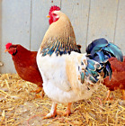10 Fresh & Fertile Chicken Hatching Eggs - Rhode Island Red x Brown Egg Layer
