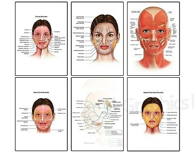 FACE ANATOMY MUSCLE VEINS Detailed Aesthetician SCIENCE Poster Print A4 A3 A2 A1 • 9.99£