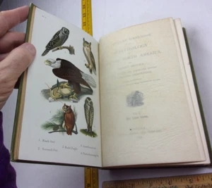 Nuttall's Ornithologie Landvögel des östlichen Nordamerikas Buch 1896 Farbe - Bild 1 von 9