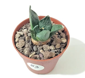 Ariocarpus retusus vaso Ø5.5 cm - cactus - succulente - succulente - Foto 1 di 1