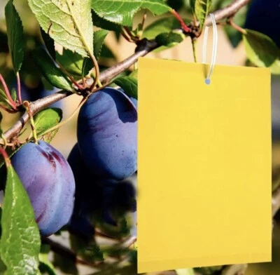 50 Pezzi Trappole Appiccicose Ciliegio, Mosche Zanzare, Trappola per Insetti - Immagine 1 di 4