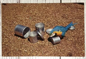 Miami Florida Parrot Jungle Wimpy Blue and Gold Macaw, FL Vintage Postcard - Picture 1 of 2