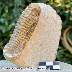 Crotalocephalina gibba Fossil Trilobit - Devon, Laatchana, Hamar Laghdad, - Bild 1 von 1