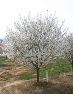 Cherry Snowgose Deciduous Suitable Treewith Shapely Oval Form Flowering 2.5" Pot - Picture 1 of 5