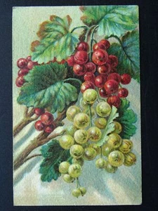 Postal italiana Fruit Berries & Nuts Study GROSELLA ESPINOSA ROJA Y VERDE c1910 - Imagen 1 de 2