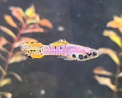 ¡Portadores vivos Endler “Chameleon”! - Hermosos peces de agua dulce (2 tríos - 4F y 2M) Foto 1 de 4