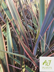 10x Phormium Sundowner - New Zealand Flax - 3 Litre Pot - Picture 1 of 2