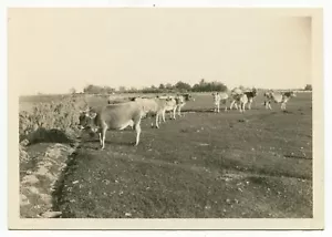Mucche Bovini Boise Idaho circa anni '40 James W. Wheeling fotografo - Foto 1 di 2
