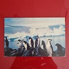 Cpa Circulée 1977 - Chile, Punta Arenas,Antartica Chilena - Pingüinos Antarticos