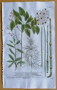 Weinmann Originaldruck Phytanthoza Iconogaphia Equisetum (479) - 1737 - Picture 1 of 1