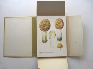 ATLAS HUB Albert Pilát & Otto Usák  HC Portfolio 80 colored plates Mushrooms -15 - Imagen 1 de 17