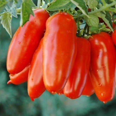 San Marzano Tomato Seeds, NON-GMO, ORGANIC, HEIRLOOM - Image 1 of 2