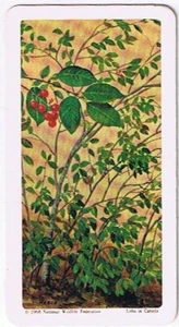 Brooke Bond Red Rose Tea Card #37 Choke Cherry Trees Of North America - Picture 1 of 2